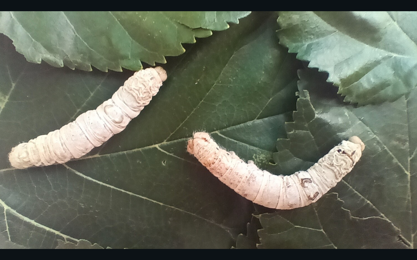 Medium silkworm